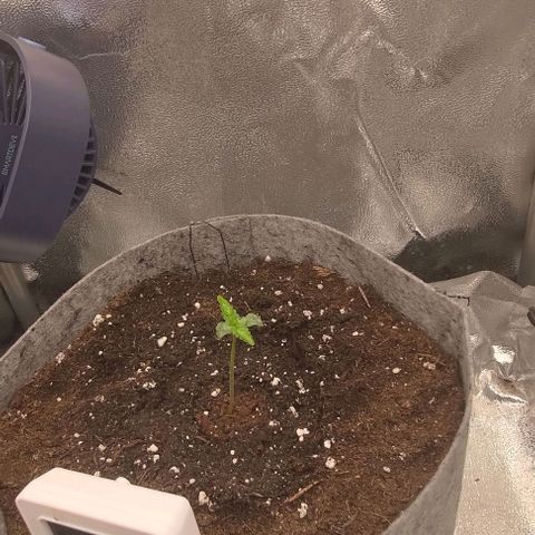 Watermelon Candy Auto growlog timeline photo