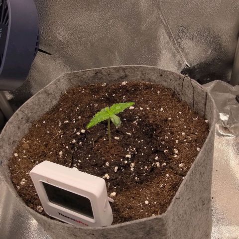 Watermelon Candy Auto growlog timeline photo