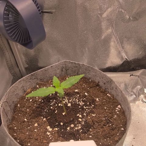 Watermelon Candy Auto growlog timeline photo