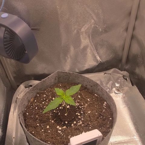 Watermelon Candy Auto growlog timeline photo
