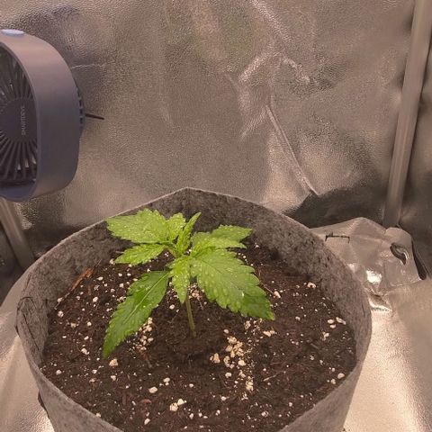 Watermelon Candy Auto growlog photo: Setting light to 60%