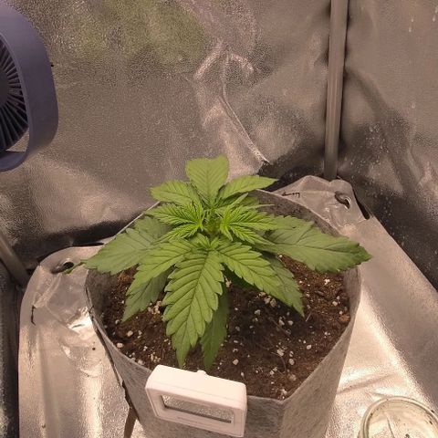 Watermelon Candy Auto growlog timeline photo