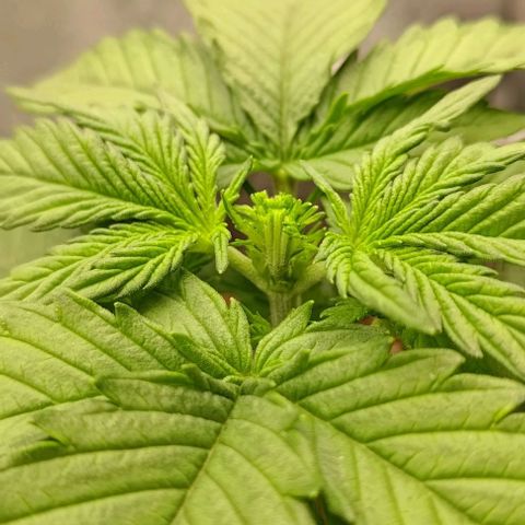 Watermelon Candy Auto growlog photo: After fimming