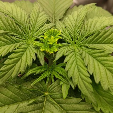 Watermelon Candy Auto growlog timeline photo