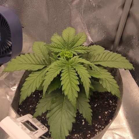 Watermelon Candy Auto growlog timeline photo