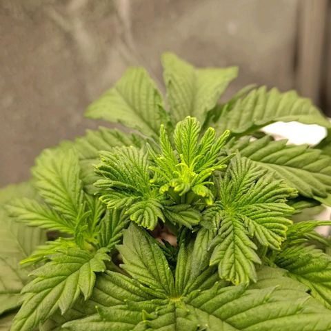 Watermelon Candy Auto growlog photo: Might have missed the FIM