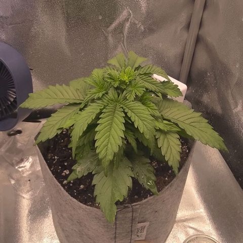 Watermelon Candy Auto growlog photo: Might have missed the FIM