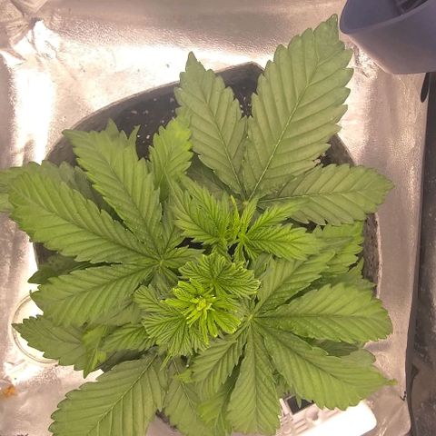 Watermelon Candy Auto growlog timeline photo