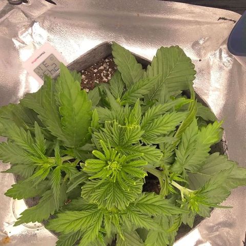 Watermelon Candy Auto growlog photo: Tucking some leaves to expose more nodes.