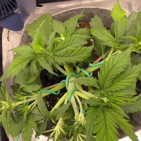 Watermelon Candy Auto growlog photo: Adding some LST