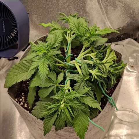 Watermelon Candy Auto growlog photo: Adding some LST