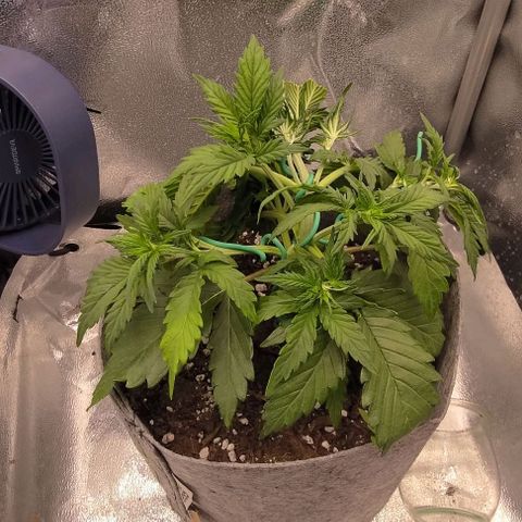 Watermelon Candy Auto growlog photo: Adding some LST