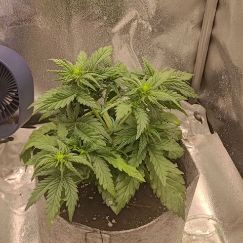Watermelon Candy Auto growlog photo: Biggest leaves have yellow spots.