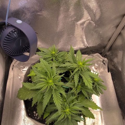 Watermelon Candy Auto growlog photo: Biggest leaves have yellow spots.