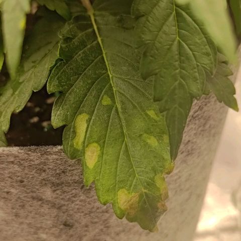Watermelon Candy Auto growlog photo: Biggest leaves have yellow spots.