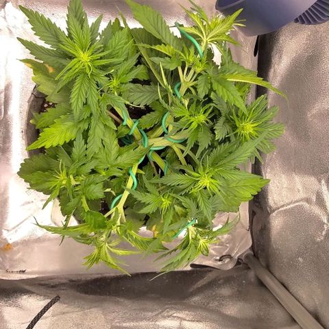 Watermelon Candy Auto growlog photo: Some more LST.