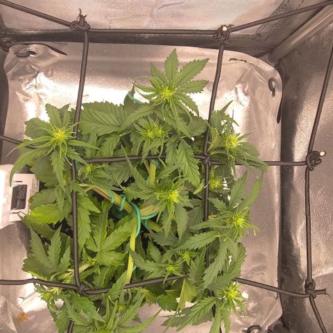 Watermelon Candy Auto growlog photo: Scrog
