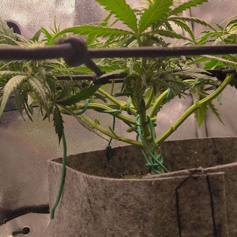 Watermelon Candy Auto growlog photo: Lollipoping the shit out of this plant. Also broke off one by accident.