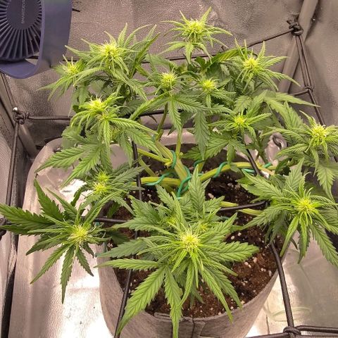 Watermelon Candy Auto growlog photo: Lollipoping the shit out of this plant. Also broke off one by accident.