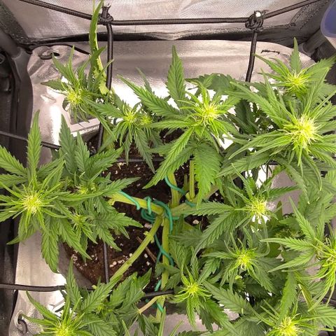 Watermelon Candy Auto growlog photo: Lollipoping the shit out of this plant. Also broke off one by accident.
