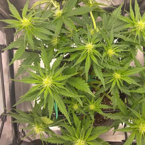 Watermelon Candy Auto growlog timeline photo