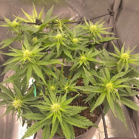 Watermelon Candy Auto growlog timeline photo