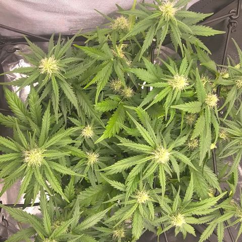 Watermelon Candy Auto growlog timeline photo