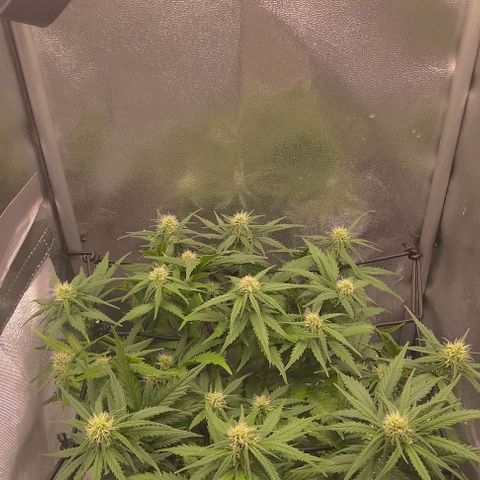 Watermelon Candy Auto growlog timeline photo