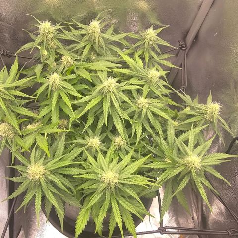 Watermelon Candy Auto growlog timeline photo