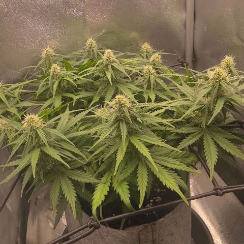 Watermelon Candy Auto growlog timeline photo
