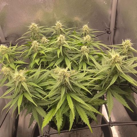 Watermelon Candy Auto growlog photo: The resin smells like candy!