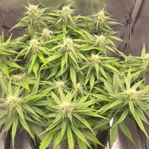 Watermelon Candy Auto growlog photo: The resin smells like candy!