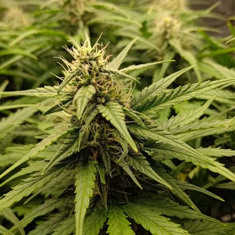 Watermelon Candy Auto growlog timeline photo