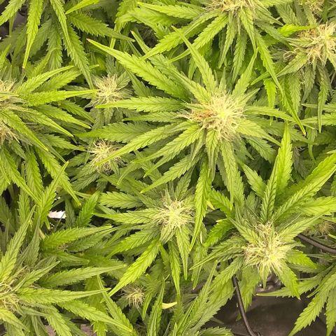 Watermelon Candy Auto growlog timeline photo