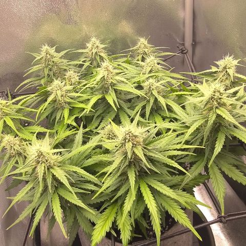 Watermelon Candy Auto growlog timeline photo