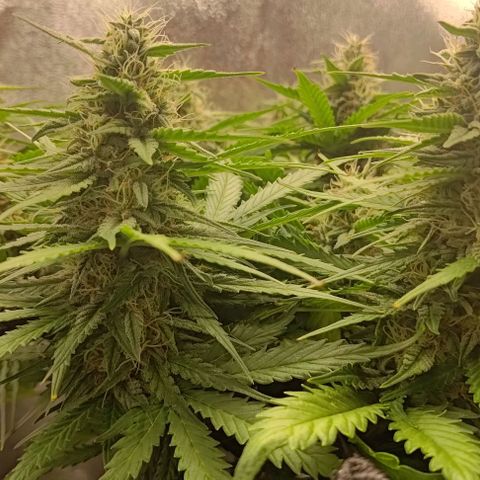 Watermelon Candy Auto growlog timeline photo