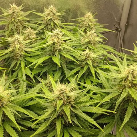 Watermelon Candy Auto growlog timeline photo