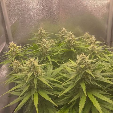 Watermelon Candy Auto growlog timeline photo