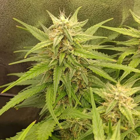 Watermelon Candy Auto growlog timeline photo