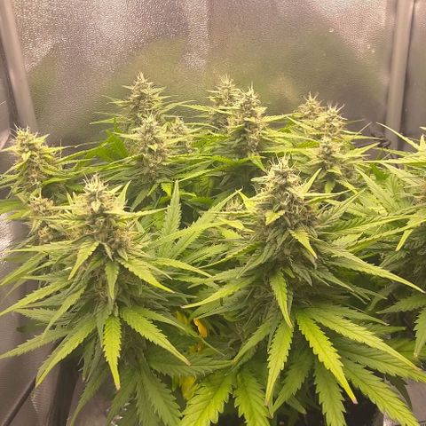 Watermelon Candy Auto growlog timeline photo