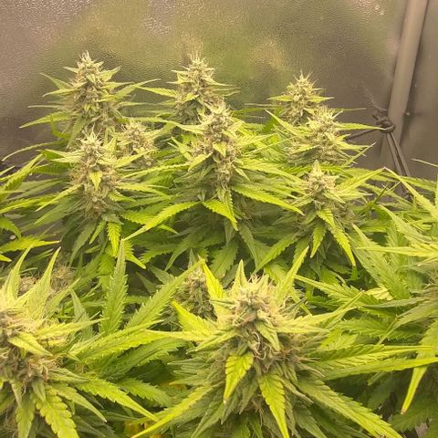 Watermelon Candy Auto growlog timeline photo