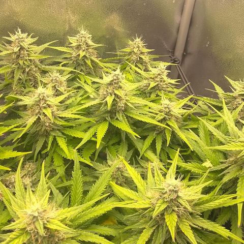 Watermelon Candy Auto growlog timeline photo