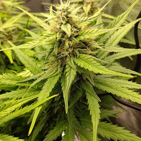Watermelon Candy Auto growlog timeline photo