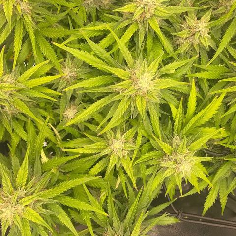 Watermelon Candy Auto growlog timeline photo
