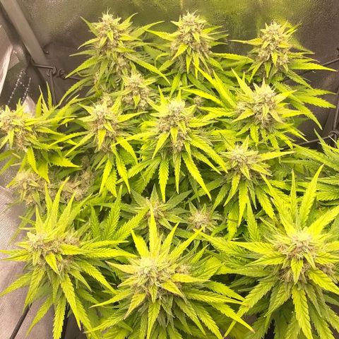 Watermelon Candy Auto growlog timeline photo