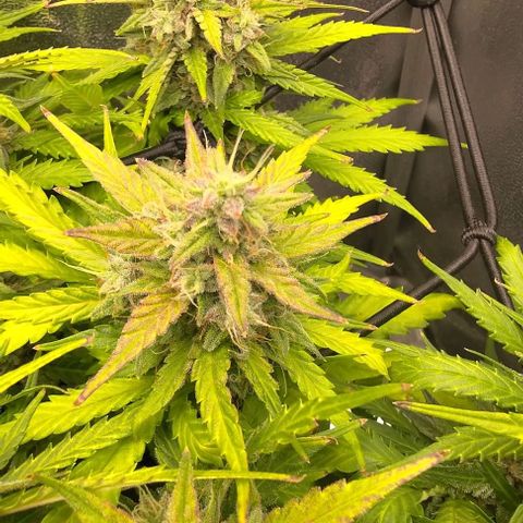 Watermelon Candy Auto growlog photo: Leave edges gaining purple hue, 60% pistils are brown, majority of trichomes are milky, no amber colored trichomes yet.