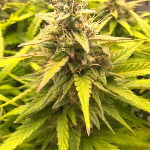 Watermelon Candy Auto growlog photo: Leave edges gaining purple hue, 60% pistils are brown, majority of trichomes are milky, no amber colored trichomes yet.