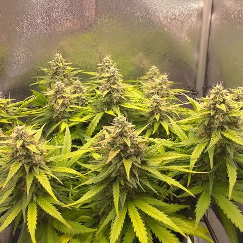 Watermelon Candy Auto growlog photo: Leave edges gaining purple hue, 60% pistils are brown, majority of trichomes are milky, no amber colored trichomes yet.