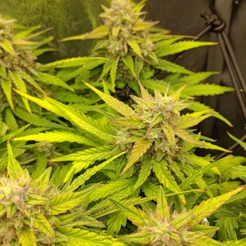 Watermelon Candy Auto growlog photo: Leave edges gaining purple hue, 60% pistils are brown, majority of trichomes are milky, no amber colored trichomes yet.