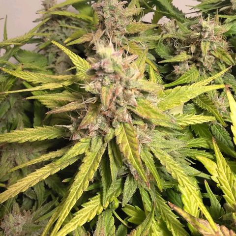 Watermelon Candy Auto growlog photo: Day before harvest.
